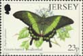 Green-barred Swallowtail