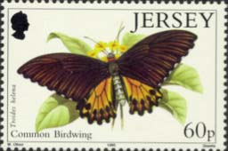 Common Birdwing
